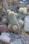 Baja05 - 060 * Nipple cactus